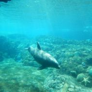 50. Dolphin underwater shot.JPG